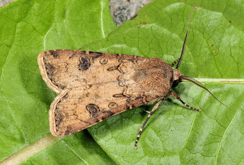 Noctuidae - Agrotis segetum